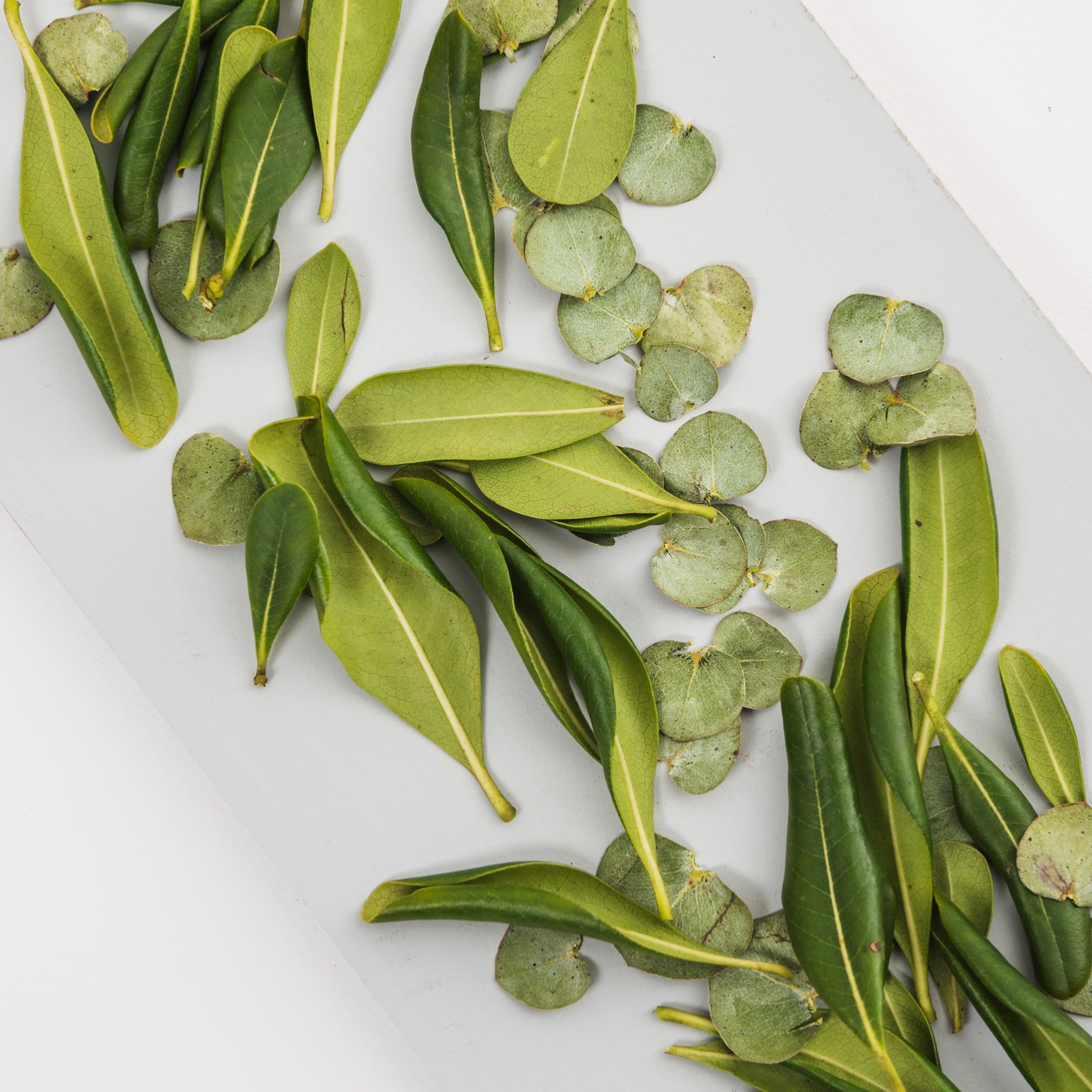 Bay leaf