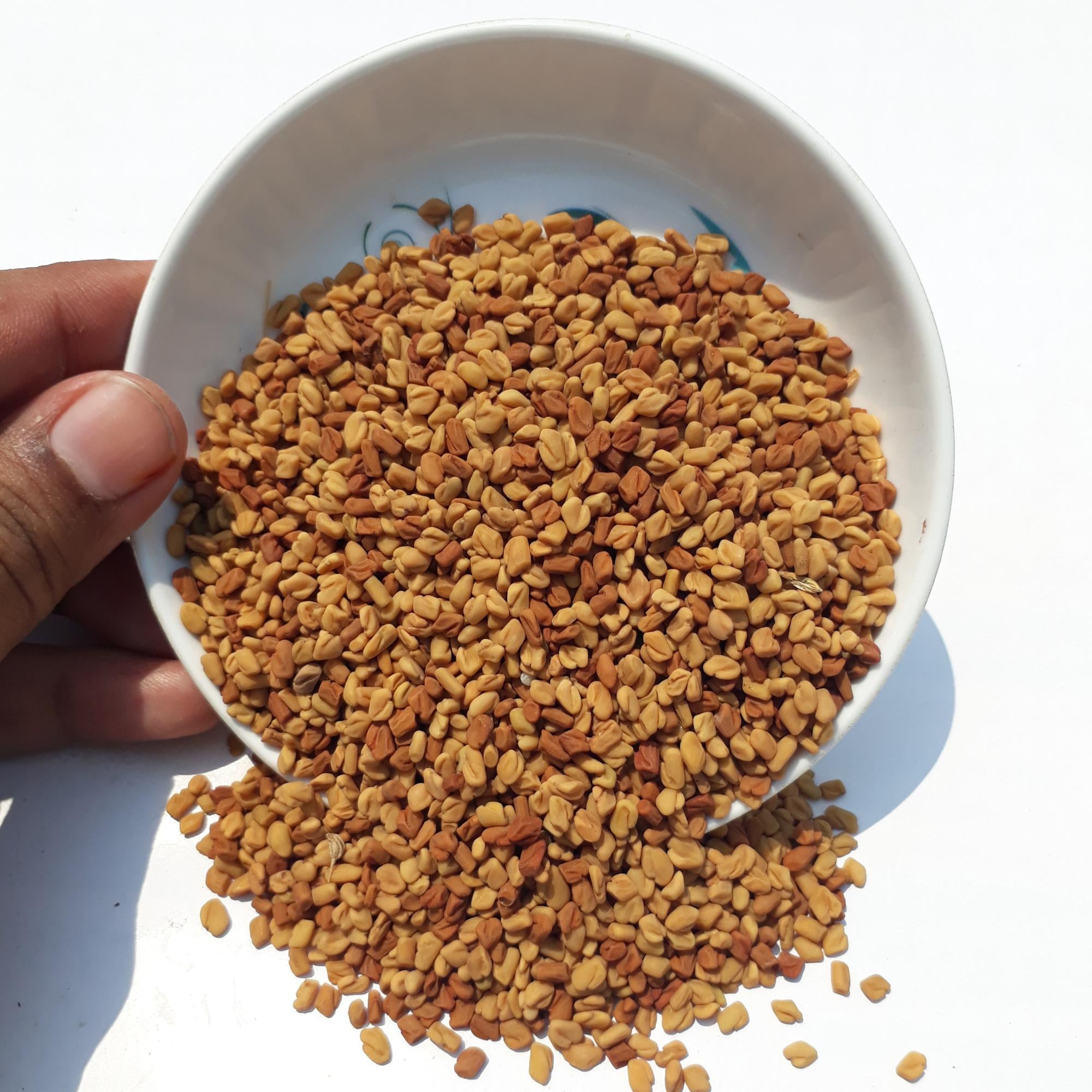 Fenugreek
