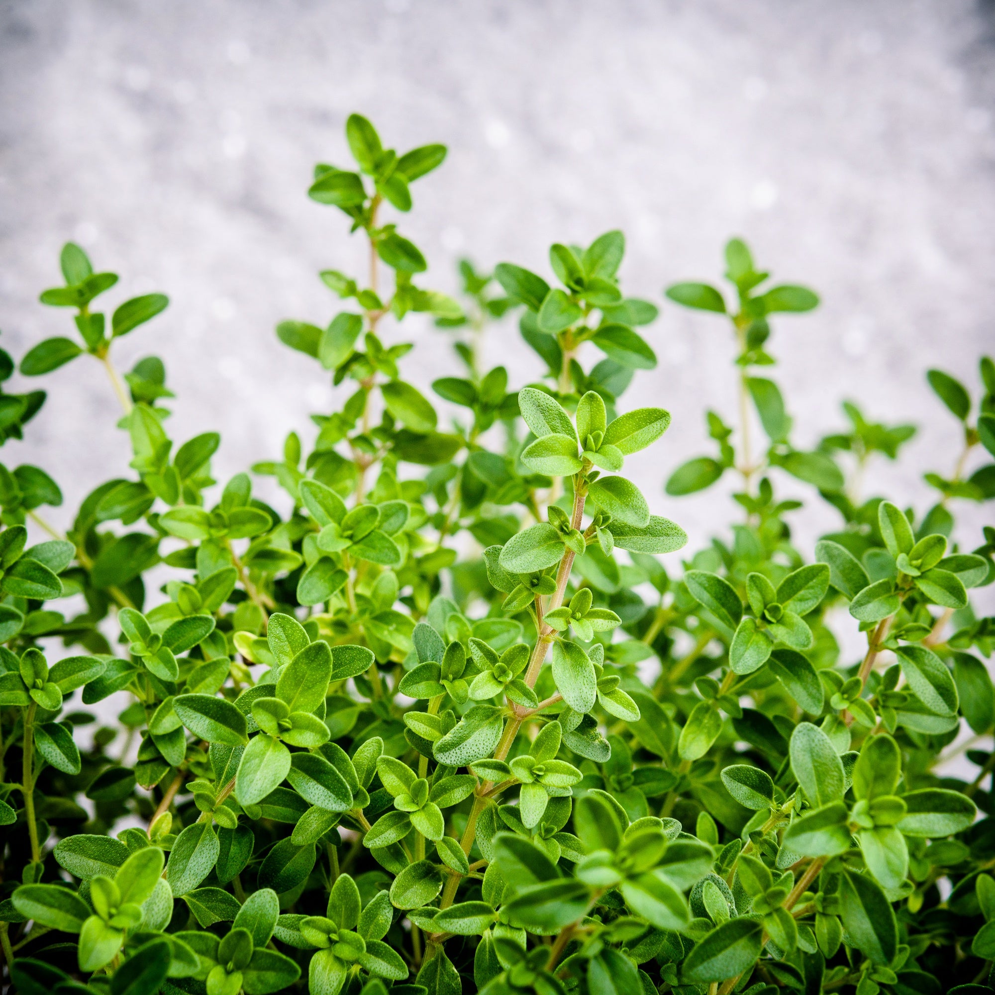 Marjoram leaves