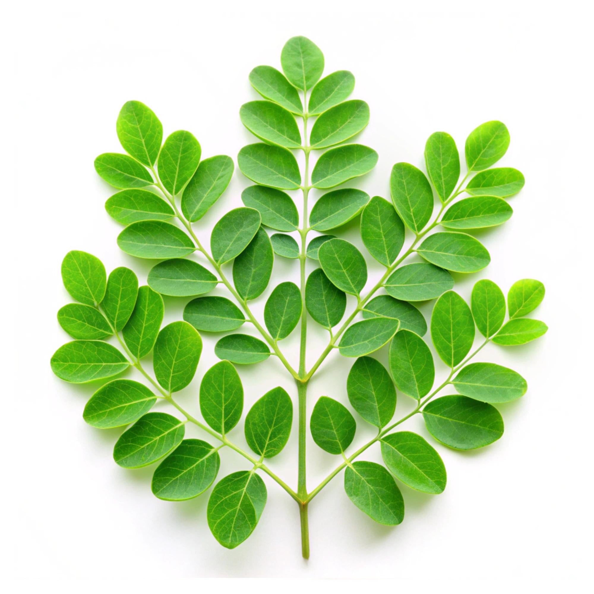 Moringa leaves