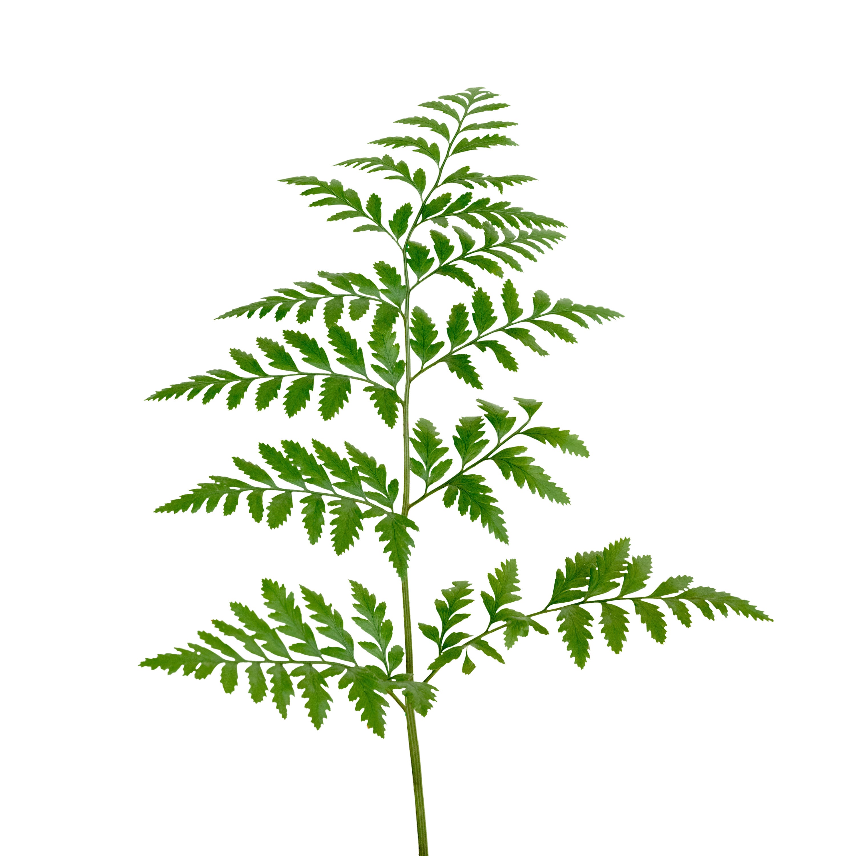 Neem