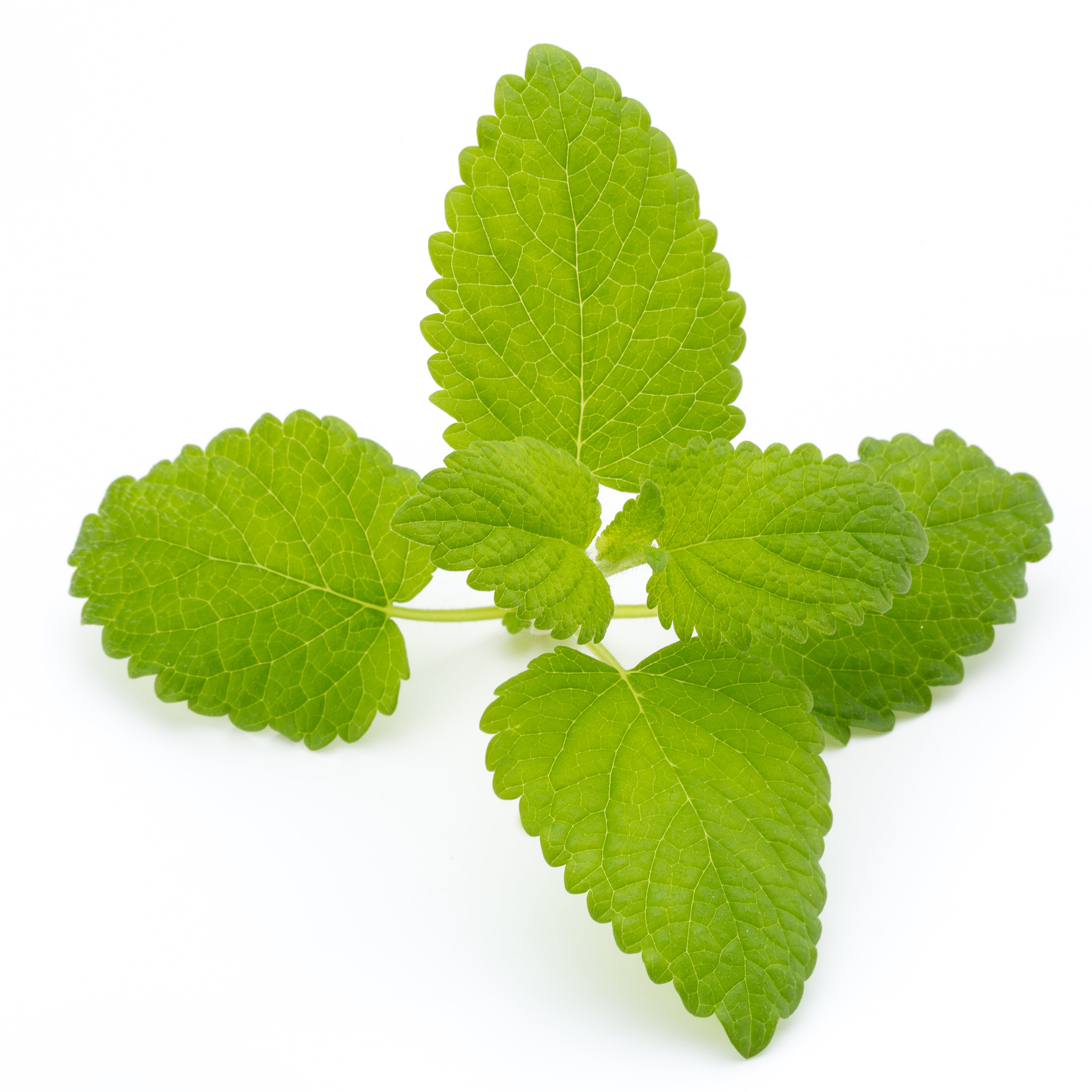 Tulsi